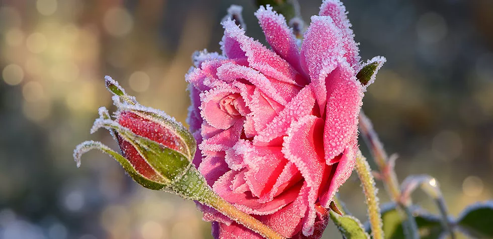 想要月季安全過冬開花翻倍？這份過冬攻略請(qǐng)查收