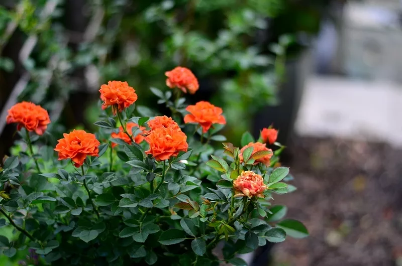 趁著天熱給月季花苞“剪幾刀”，秋花又大又密