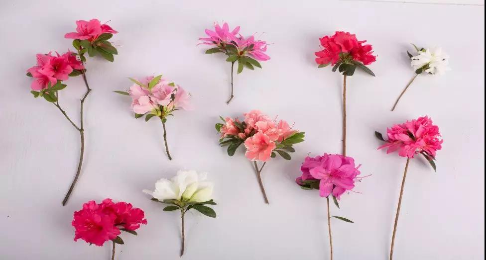 多季開花的爆花機器，給你的花園點顏色看看！