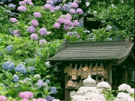 日系繡球 | 琉璃美人，不似人間客