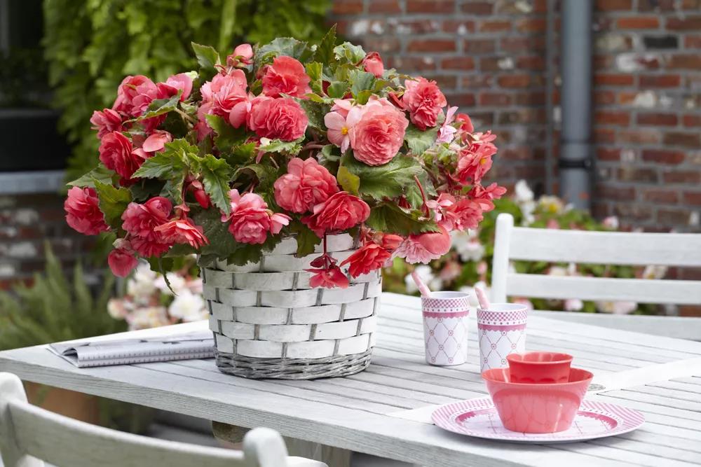 形如牡丹，花似月季：球根海棠的選品與養(yǎng)護(hù)