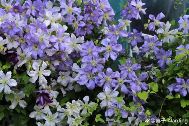 花之信 | ?傳說中的三類鐵怎么種？小鐵大神告訴你！