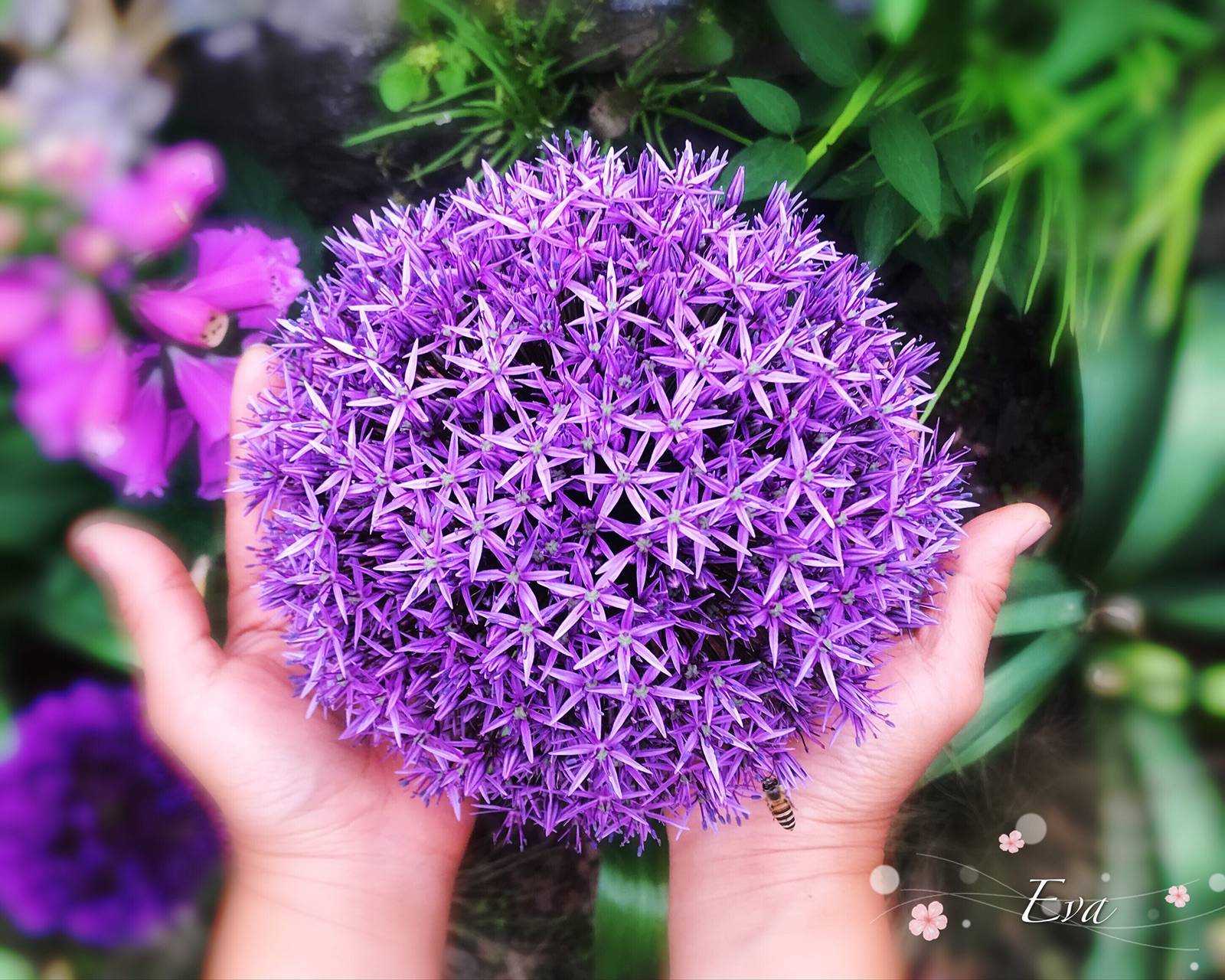 關(guān)于大花蔥，你想知道的都在這 | 球根花卉超好種·問答篇第1期