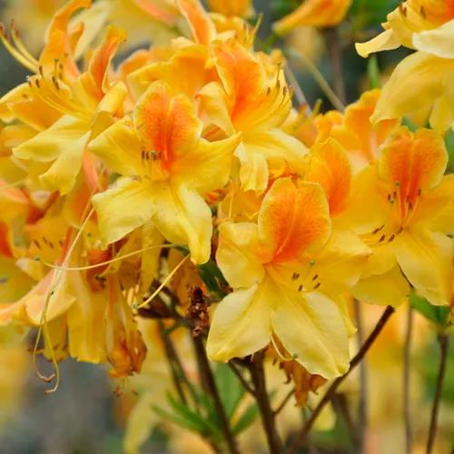 南北通吃的落葉杜鵑，一棵就能撐起一整個(gè)花園的美麗