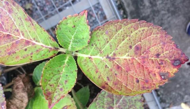 雨雨雨的日子，你家花花草草做好應(yīng)對(duì)準(zhǔn)備了嗎？
