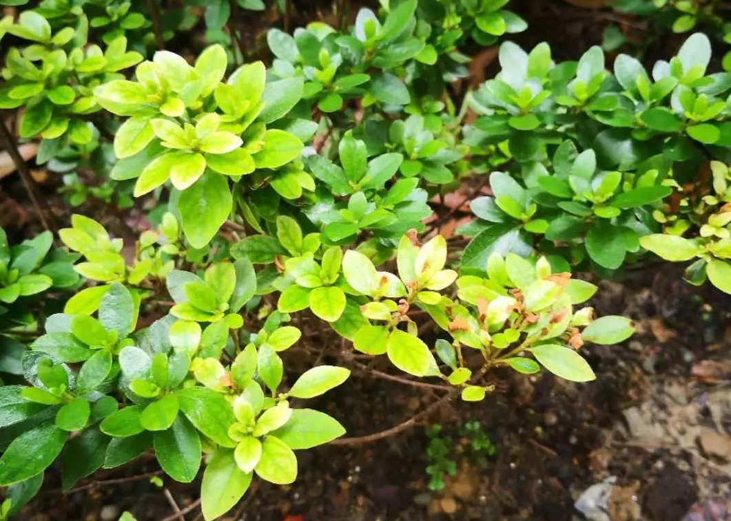 夏天植物狀態(tài)差？別急，看看是不是這5個(gè)典型問題