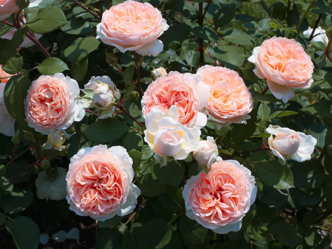 顏值即正義！新品月季人氣top10，你最愛哪一款？