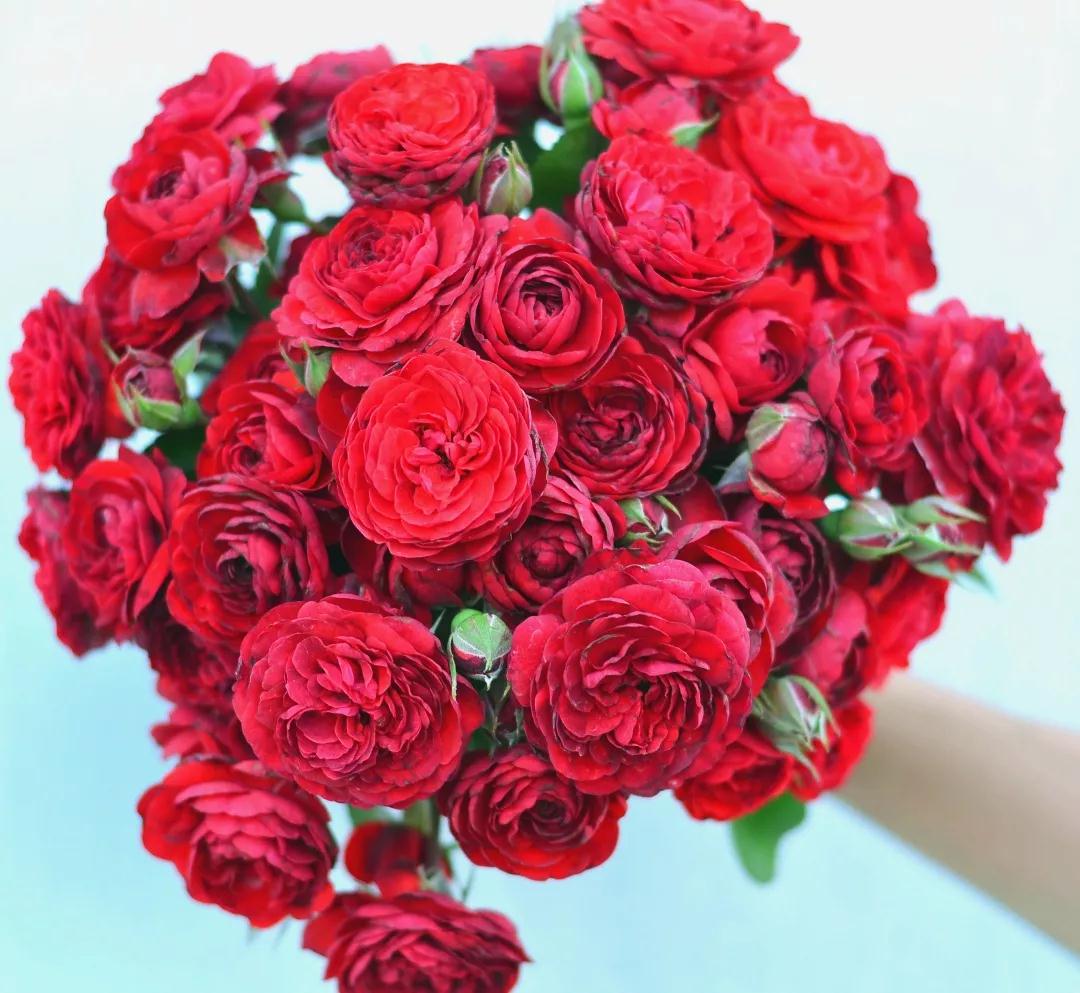 她來自月季魔鬼訓練營，優(yōu)秀到整個城市為她冠名！