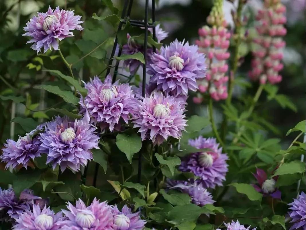 宅家花事 | 鐵線蓮當(dāng)季修剪指南，為春天蓄力！