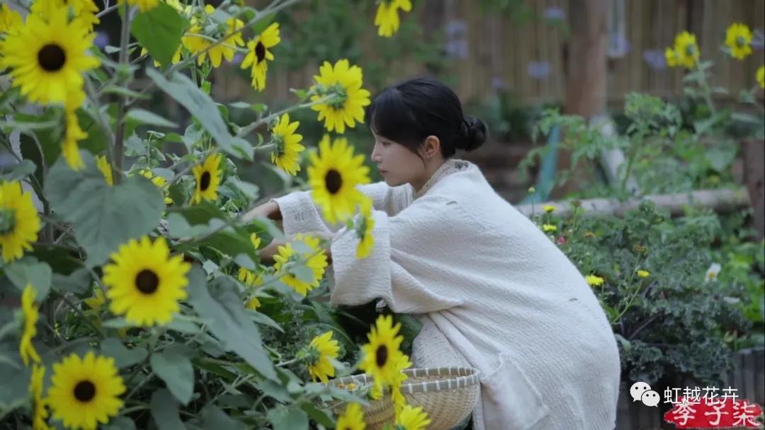 李子柒的向日葵，竟然是之前全網(wǎng)賣斷貨的它？