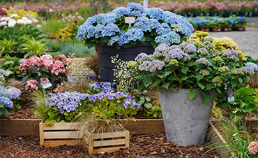 深圳市組合藝術(shù)花缽設計競賽公告