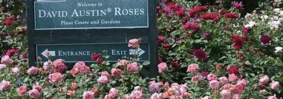 英國(guó)奧斯汀月季新品超強(qiáng)陣容亮相，遠(yuǎn)期預(yù)售重磅回歸！