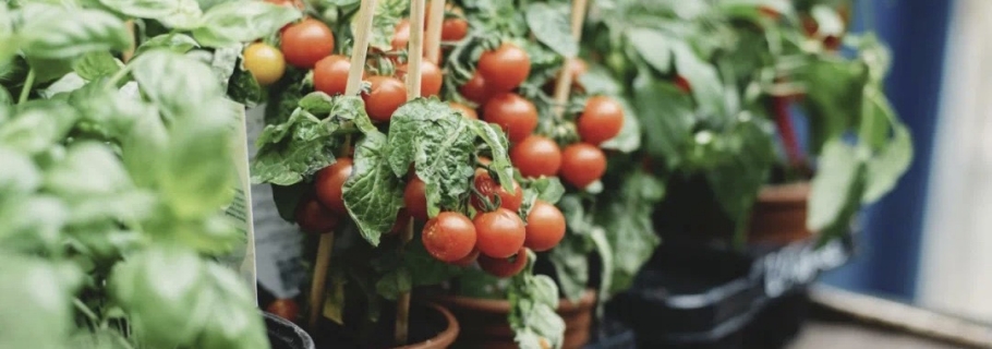 陽臺(tái)種上一棵小番茄，在家收獲向往的生活