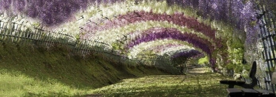 20年都不開花的紫藤，只能拿來燒火了嗎？？？