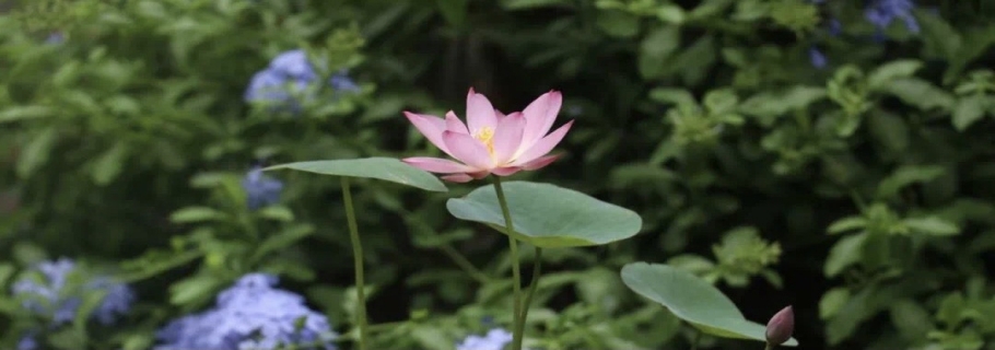 碗蓮：雖然我個(gè)頭小，但我美麗又好玩！