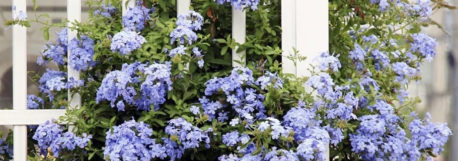 神仙顏值的開花勞模，送你一個(gè)藍(lán)色的清涼夏天