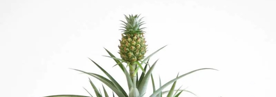 家里種菠蘿的快樂，你值得擁有！