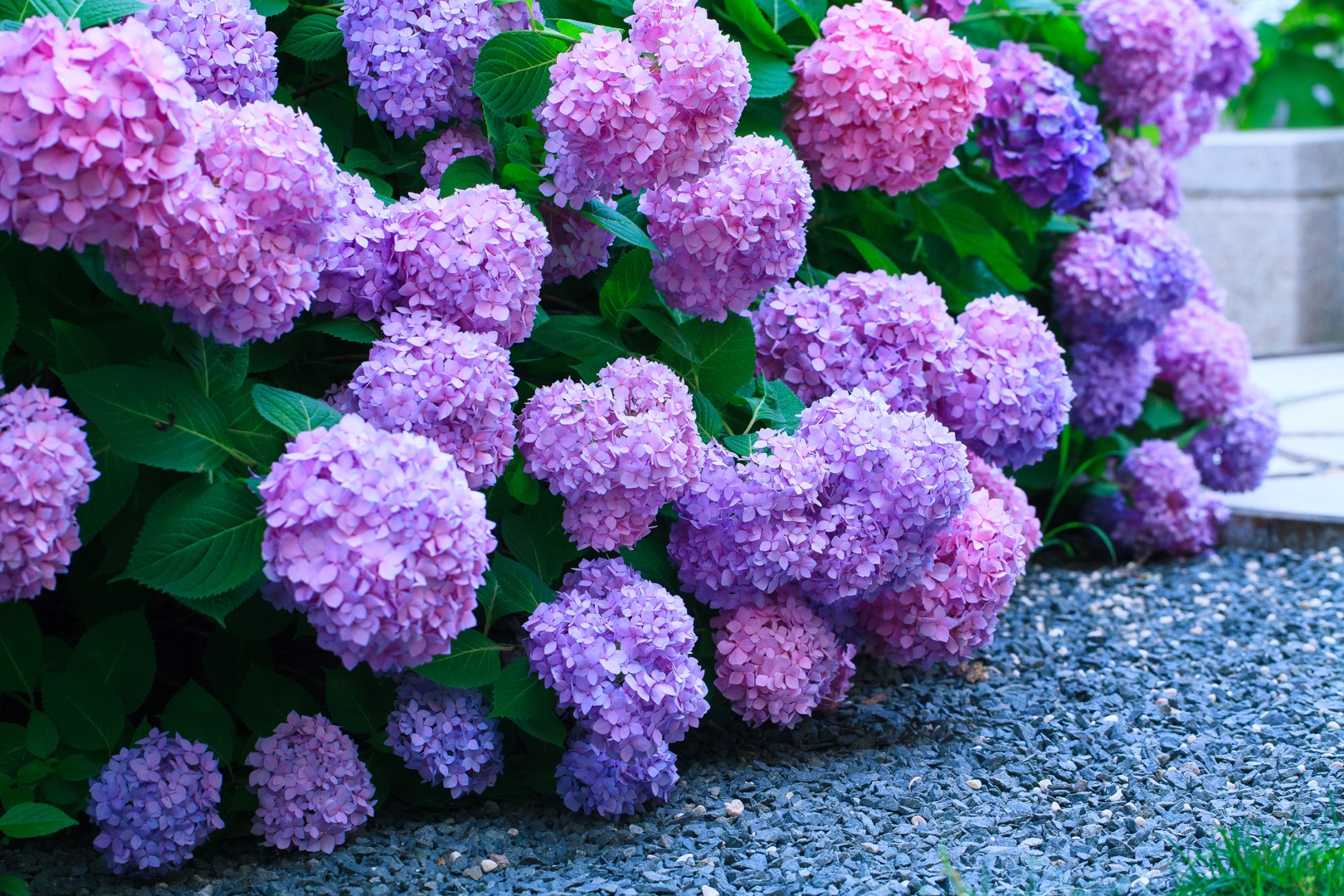 繡球明年想要爆花，抓住這波冬季修剪好時(shí)機(jī)