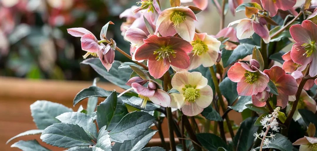 比玫瑰更燦爛，鐵筷子才是360度無(wú)死角的仙女花！