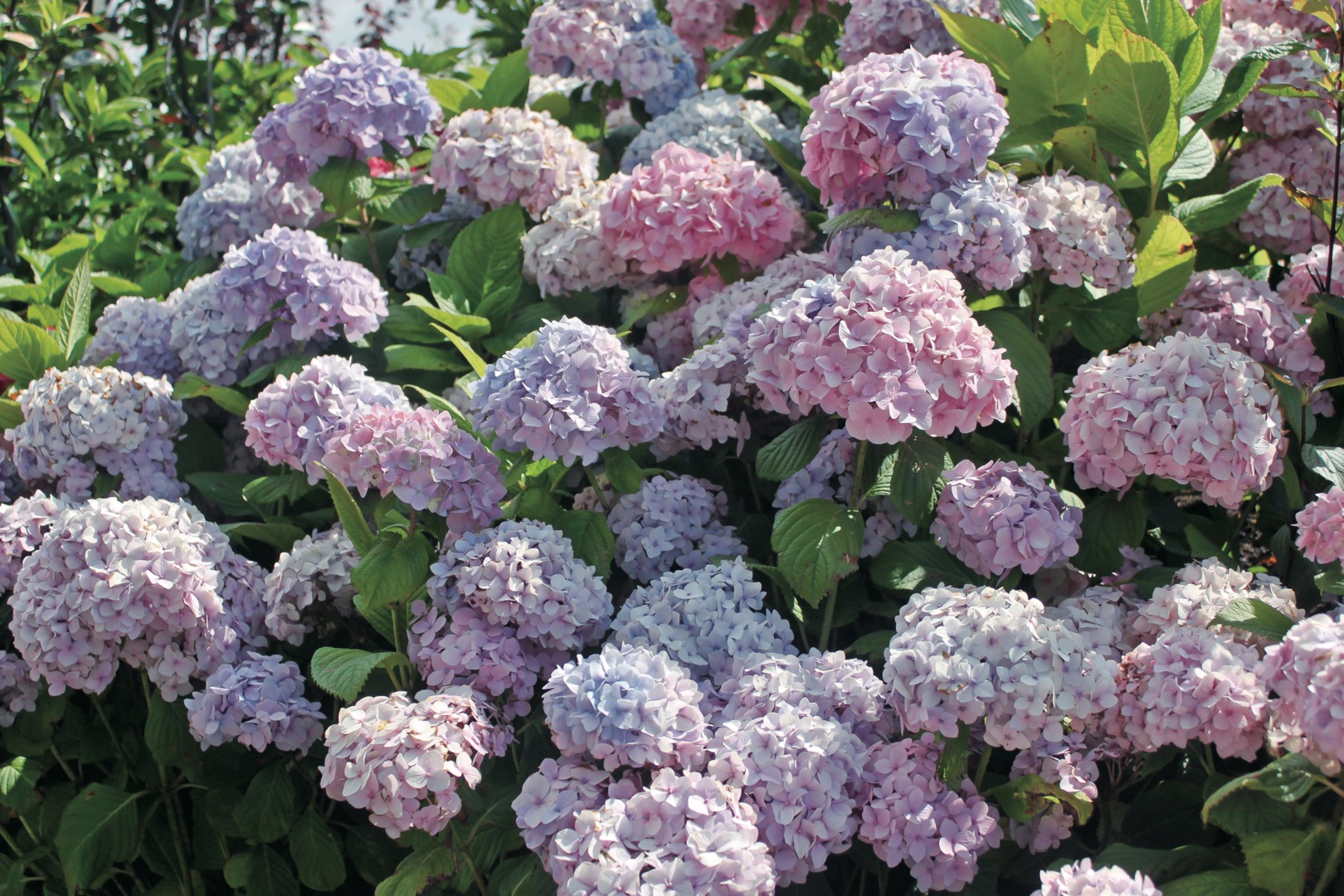 想要繡球花開成海？再不修剪就晚了！