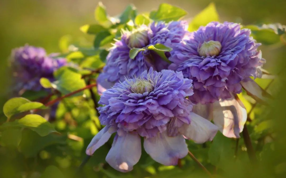 頂級神顏+輕松爆花，論優(yōu)秀你可以永遠(yuǎn)相信‘藍(lán)光’！