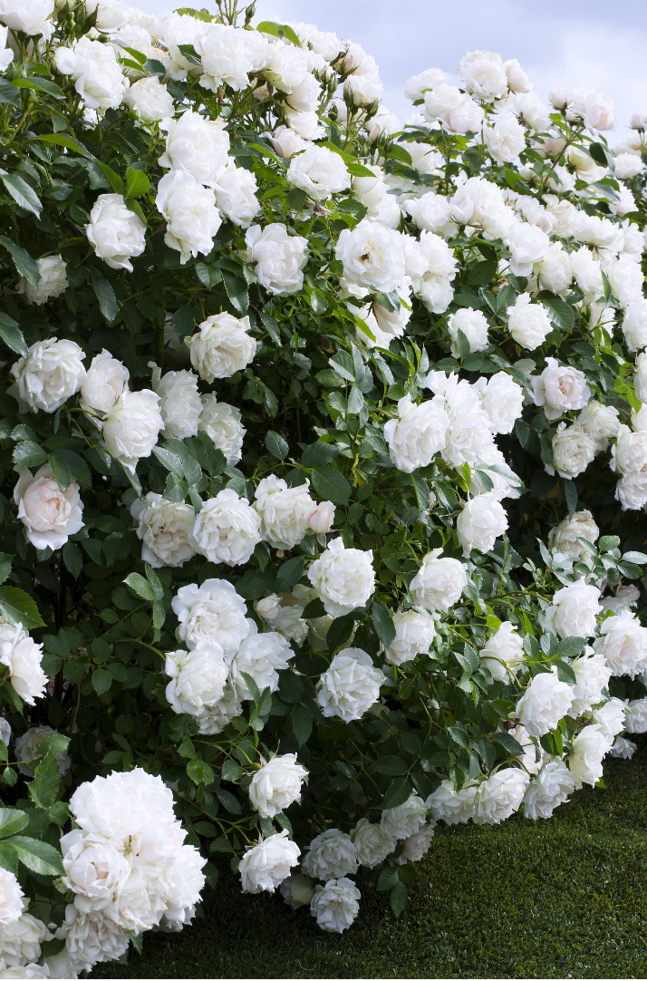 如何讓月季在秋天拼命爆花？第一修剪，第二換盆！