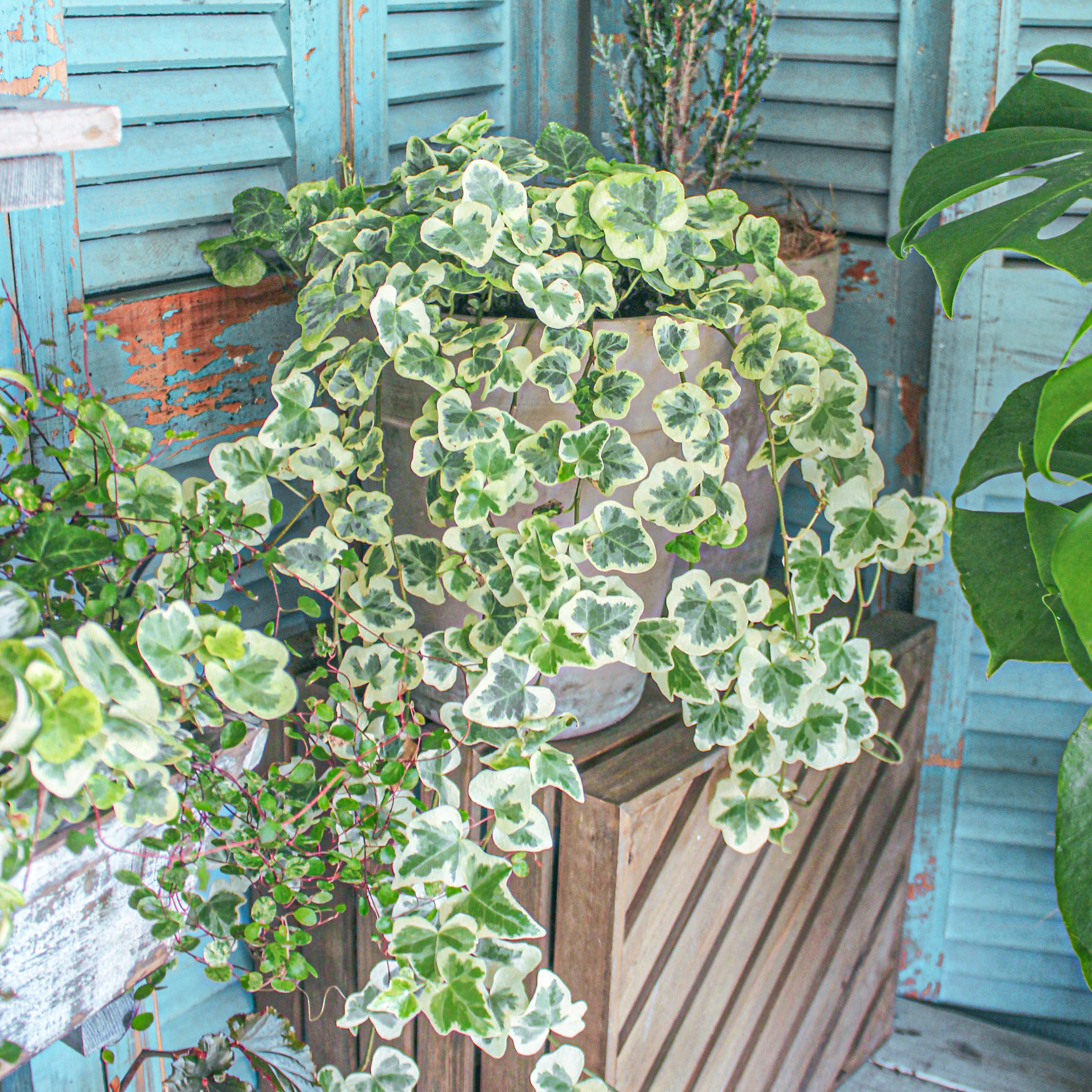 葉比花美！最好養(yǎng)的白錦植物竟然是它！