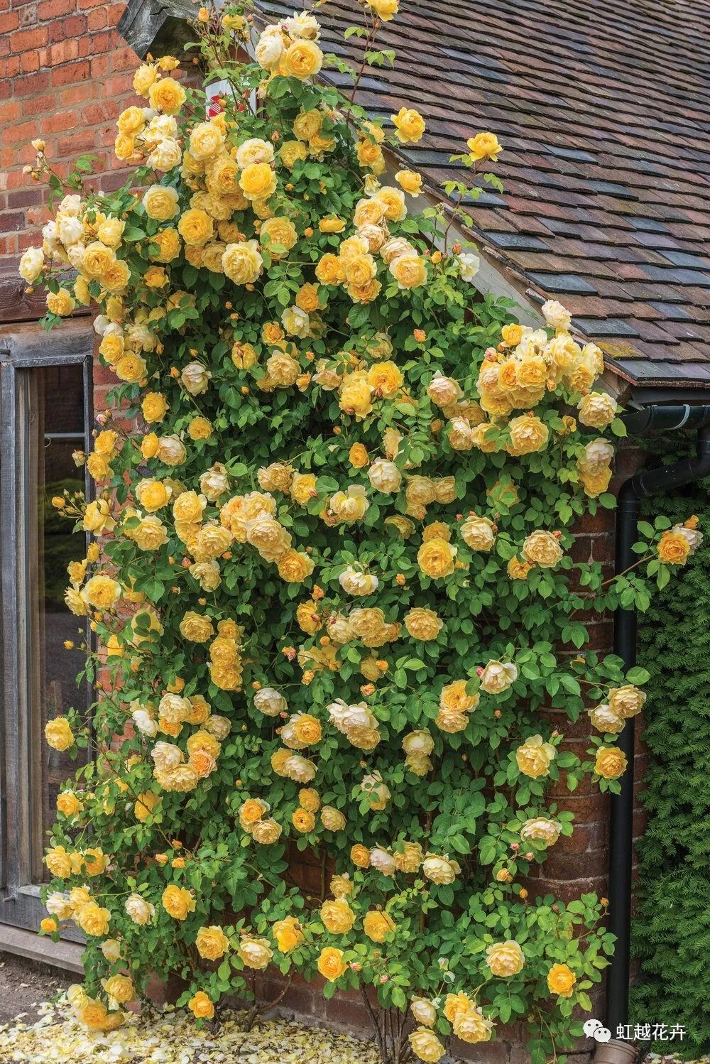 2000多年了，我們?cè)趺催€是這么喜歡玫瑰？