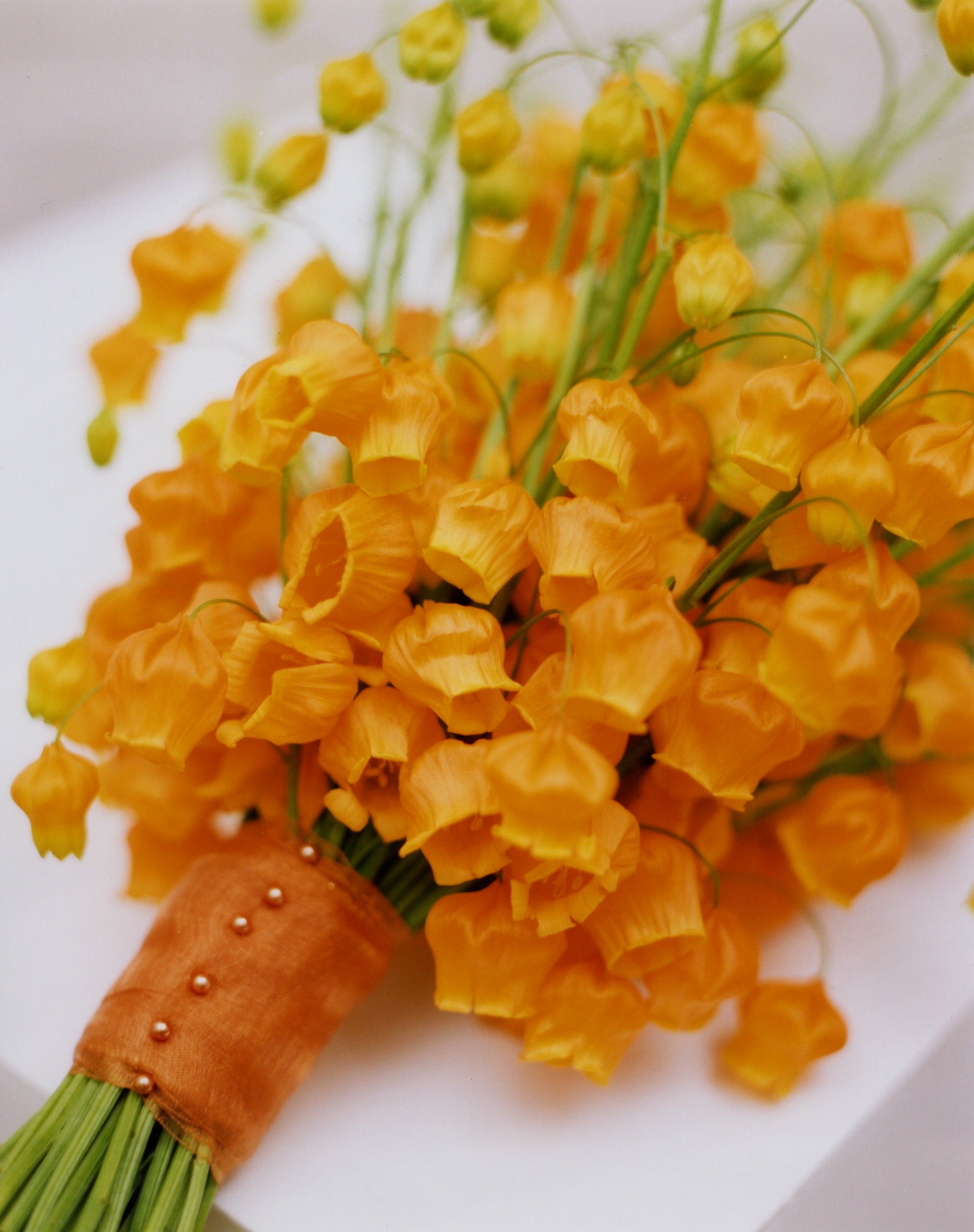 花開即出小燈籠的‘百合’，美得就像一幅畫！