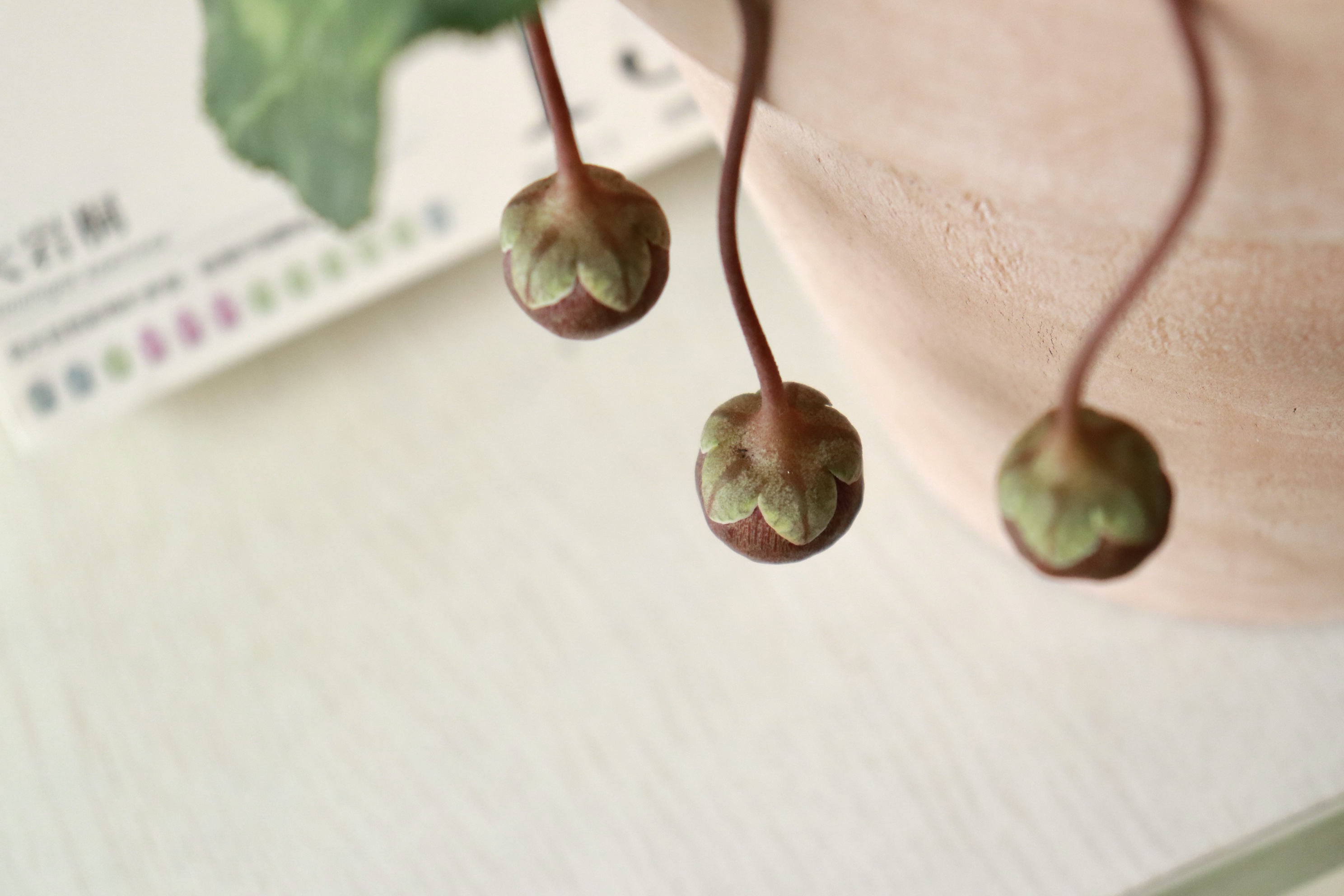 騙倒99%的人的神秘種子，竟然來自于人手一盆的它！