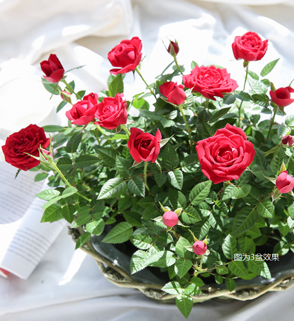 9.9元就能實現(xiàn)的玫瑰自由，究竟有多快樂！
