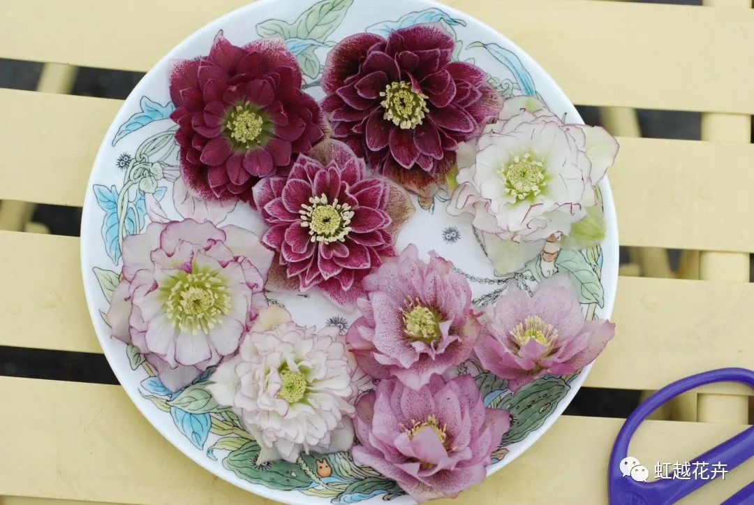 除了名字簡直完美的鐵筷子，人間仙女花就是她吧！