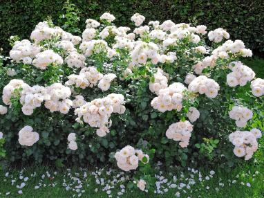 2022深圳花展，這些新優(yōu)品種都獲獎(jiǎng)啦！