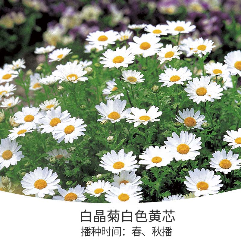 花開堆成雪，不可錯(cuò)失的春日小晴朗上線啦！