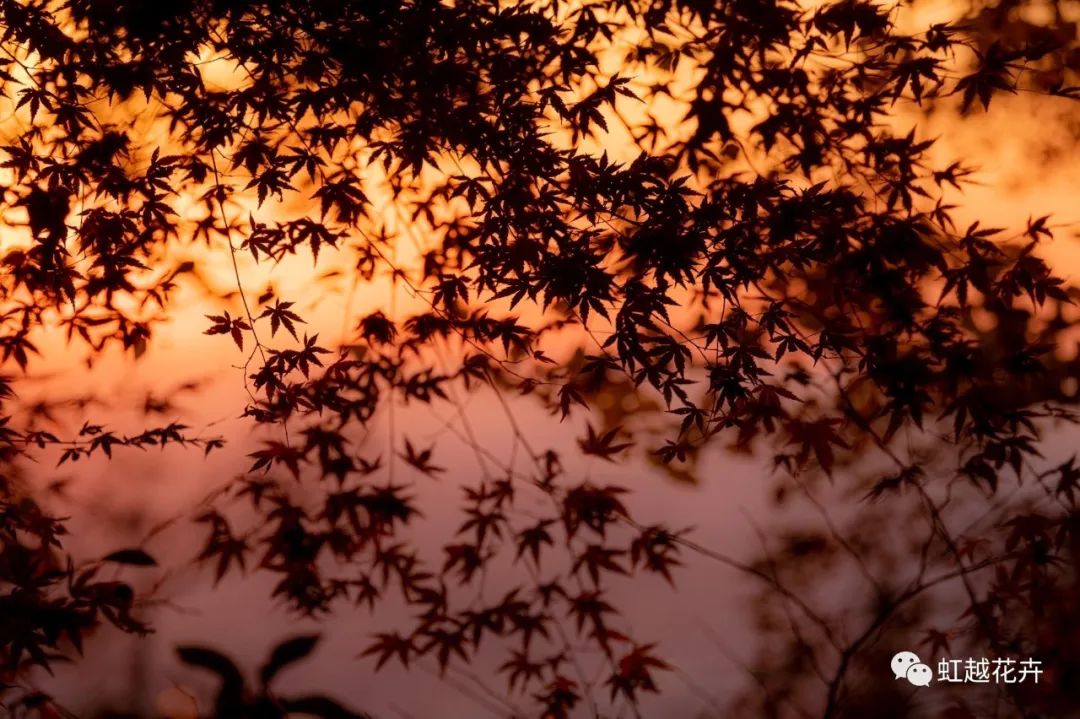 43個(gè)神仙品種！陽(yáng)臺(tái)種紅楓也能很絕美~