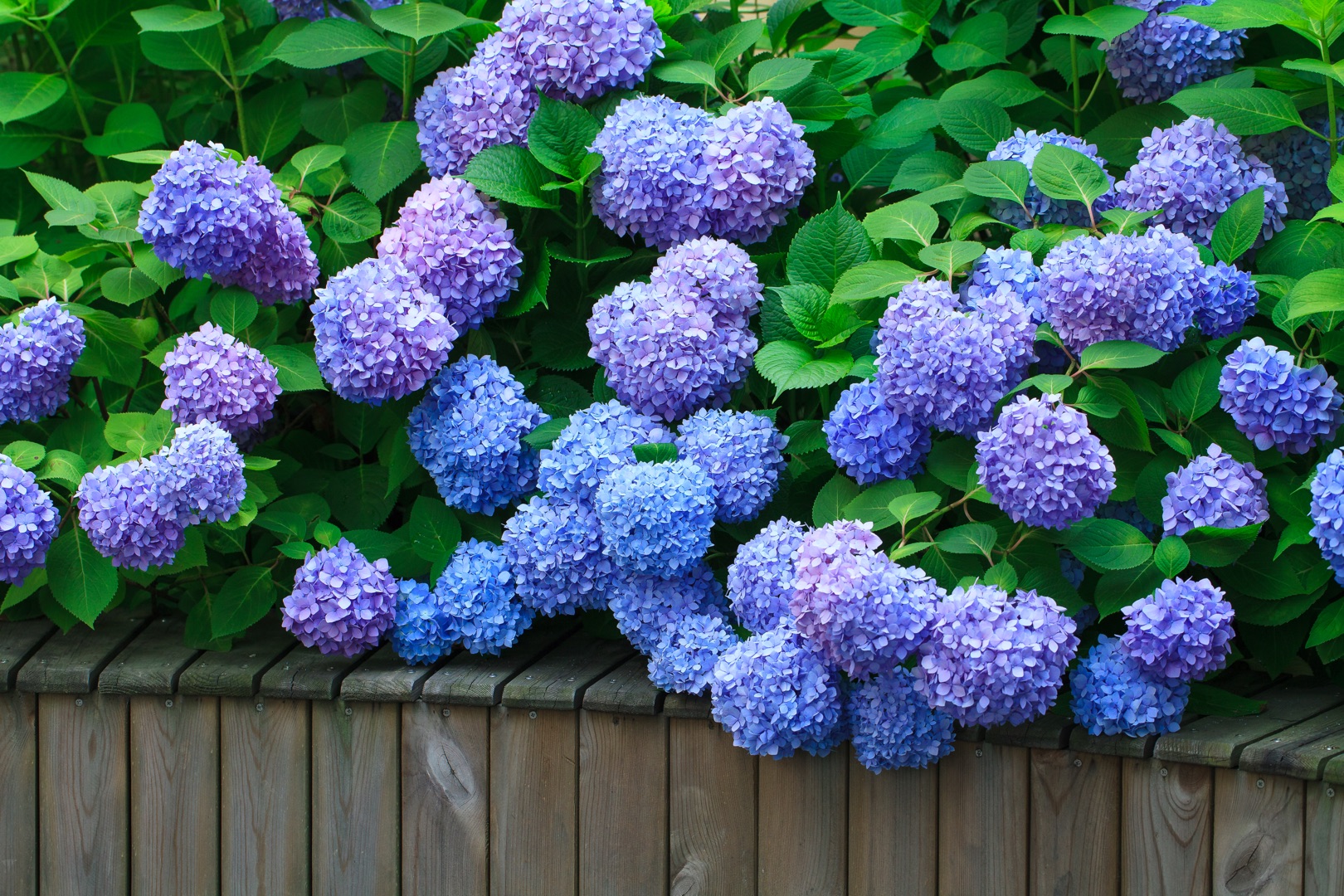 從400元1盆到4元1斤，無(wú)盡夏真的跌下神壇了么？