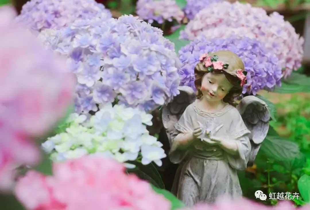 重瓣中的戰(zhàn)斗機，花手鞠竟能如此夢幻（附繡球花后養(yǎng)護指南）