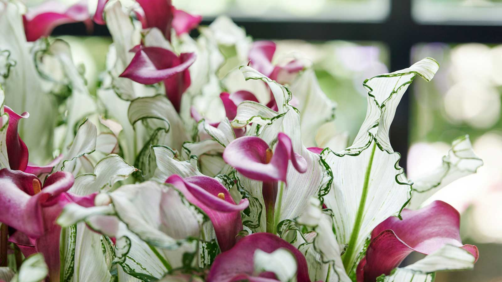 葉比花美，仙到?jīng)]朋友的‘冰雪女王’驚艷上線！