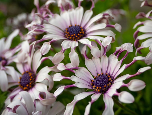 奇特小眾，宛如‘天外來(lái)客’的藍(lán)目菊，究竟有多可愛？