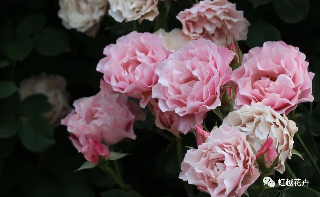 14個絕美品種！這家世界級月季終于上新了！