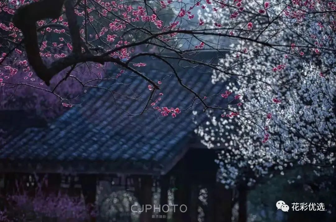 這幾種花都分不清楚，春天都不好意思出門了！