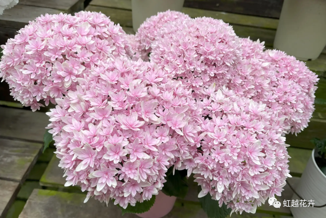 官宣｜虹越與日本加茂達(dá)成獨(dú)家合作！還會(huì)帶來(lái)這些超級(jí)新品