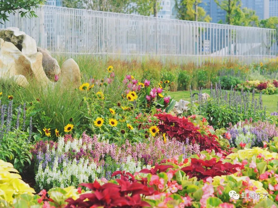 70000+㎡低維護油畫風花境！虹越的亞運景觀改造究竟有多絕？