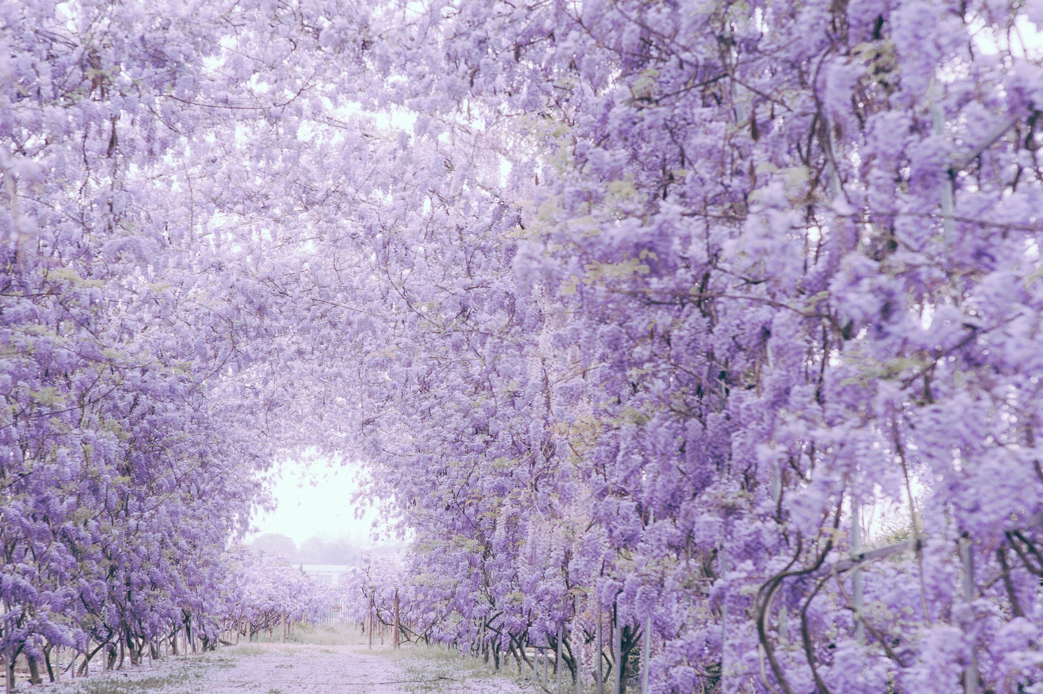 1622425340491837.jpg 2018紫藤 (3) - 副本.jpg