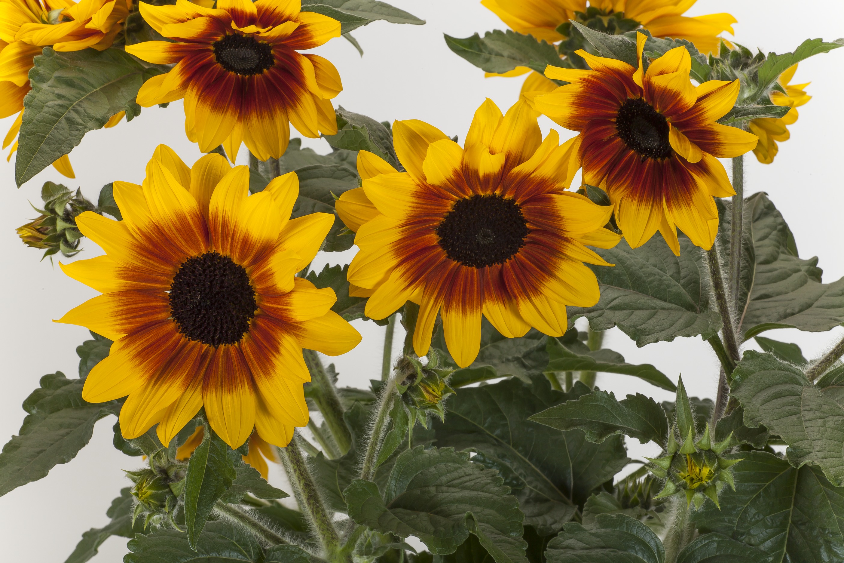 1622425484675245.jpg 向日葵 無限陽光 黃花紅暈 1.jpg