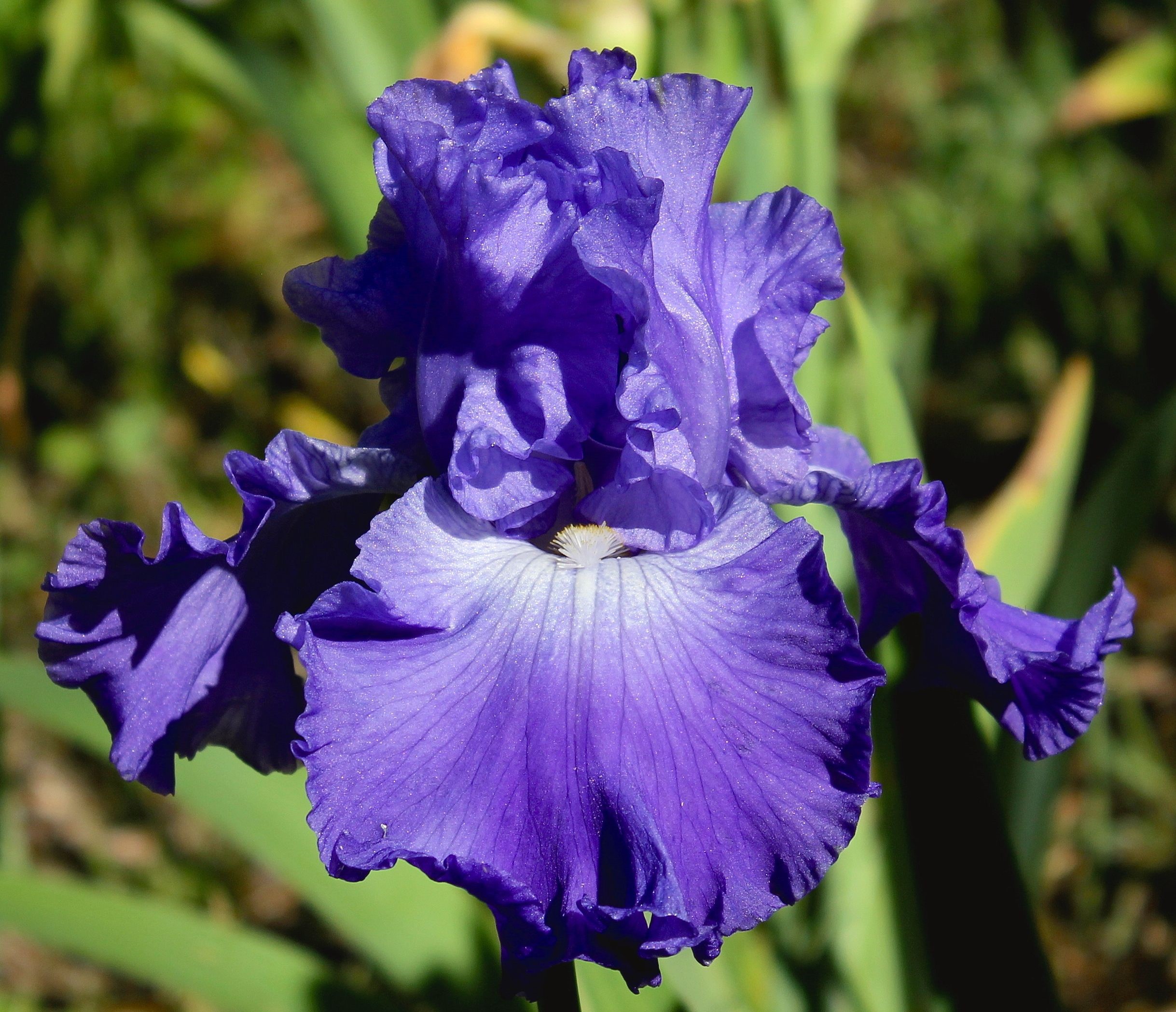 1622425839241680.jpg 32鳶尾藍調(diào).jpg