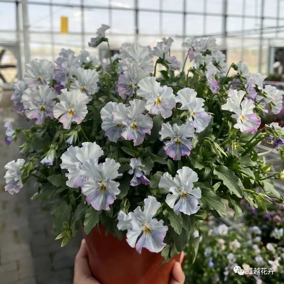 1705891192956489.jpg 7fae5fd48bf905cb79b9b5e46b21e413.jpg